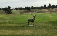 The Sherwood Forest Golf Club's impressive golf course within brilliant Nottinghamshire.