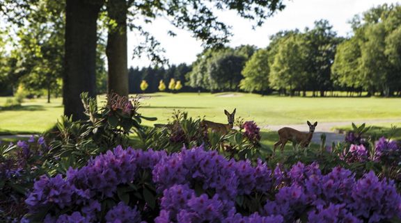 View Golf des Yvelines's impressive golf course situated in dazzling Paris.